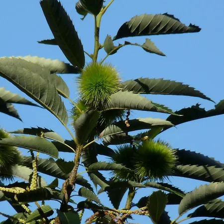 Prejones * Arenas de San Pedro