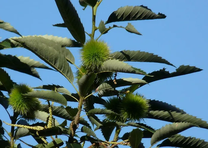 Prejones * Arenas de San Pedro